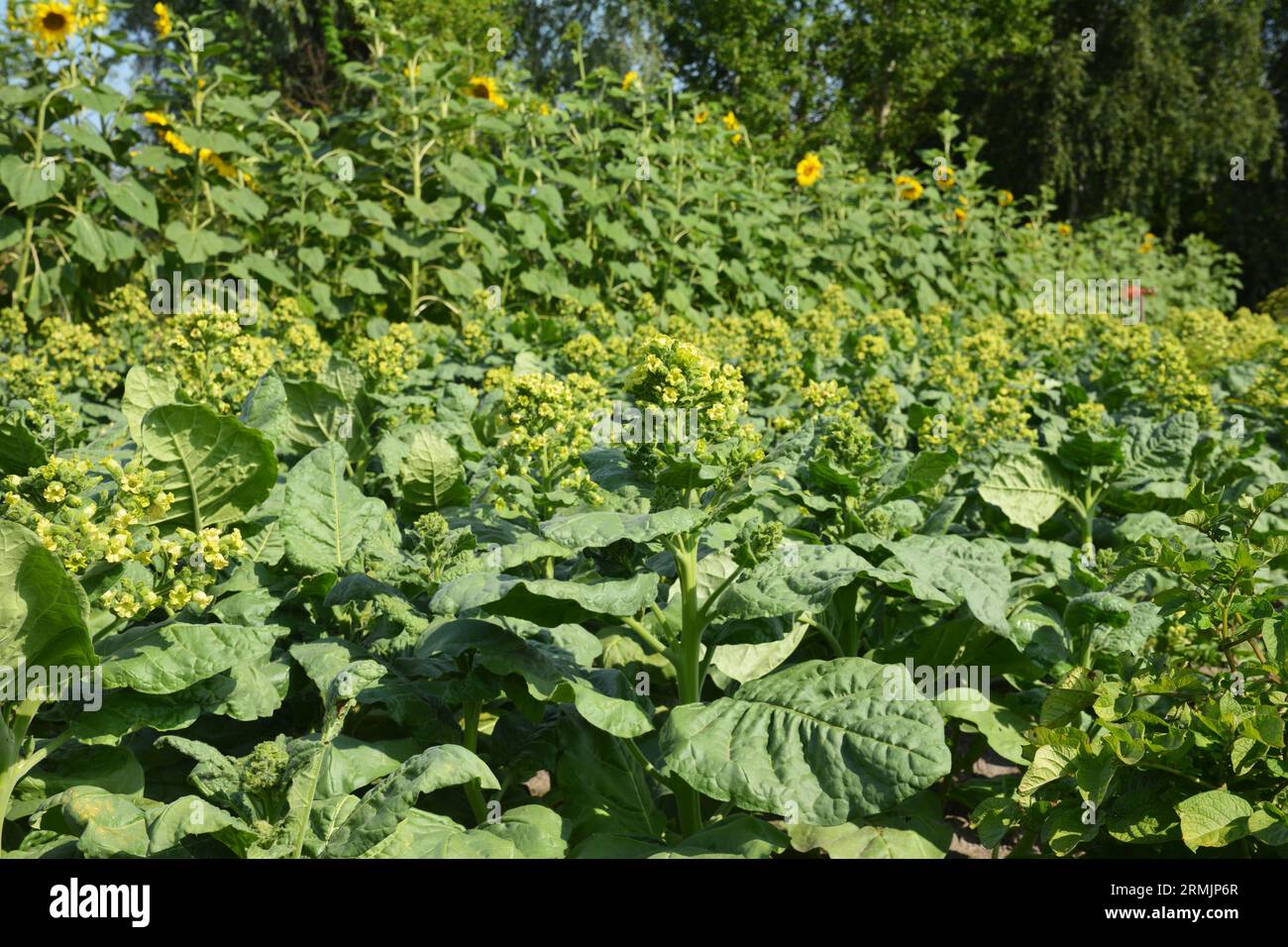 Tabakanbau. Nicotiana Rustica oder aztekischer Tabak blüht mit gelben kleinen Blüten. Eine Tabakpflanze mit gelben Blüten und Honigbienen. Stockfoto