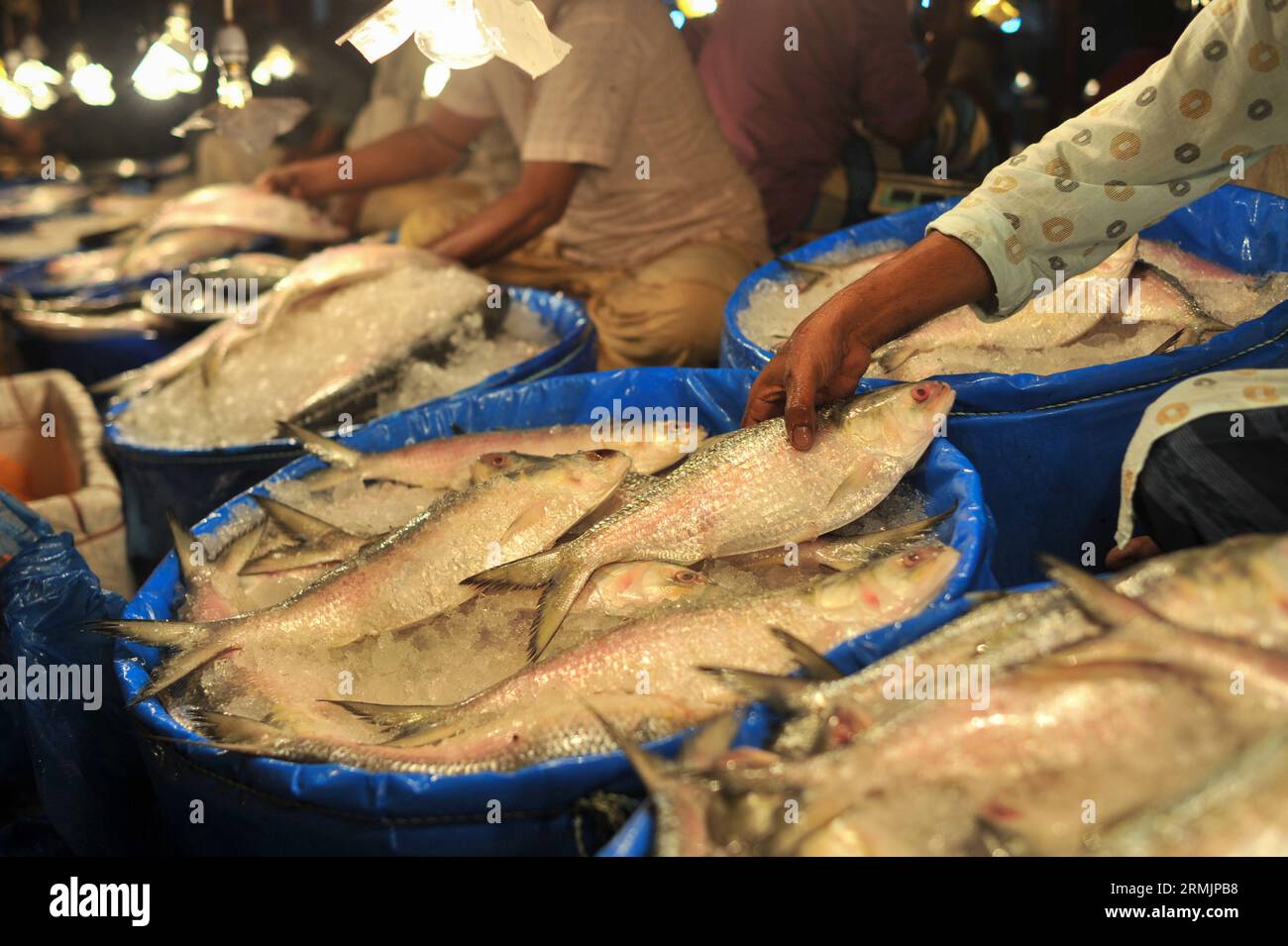 Die Menschen kaufen Hilsa-Fisch auf dem Lalbazar-Fischmarkt in Sylhet. Obwohl in letzter Zeit in den Flussmündungen und Meeren eine große Menge HILSA-Fisch von Fischern gefangen wurde, wird HILSA-Fisch immer noch zu hohen Preisen von 1500-2000 Taka pro kg verkauft. Man fragt sich, warum der Nationalfisch von Bangladesch, der ganz natürlich angebaut wird, so teuer ist. Sylhet, Bangladesch. Stockfoto
