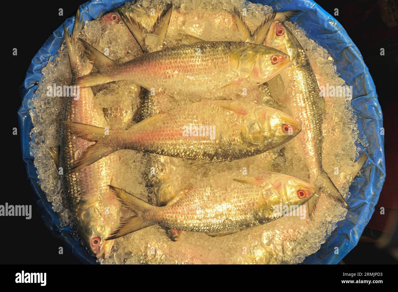 Die Menschen kaufen Hilsa-Fisch auf dem Lalbazar-Fischmarkt in Sylhet. Obwohl in letzter Zeit in den Flussmündungen und Meeren eine große Menge HILSA-Fisch von Fischern gefangen wurde, wird HILSA-Fisch immer noch zu hohen Preisen von 1500-2000 Taka pro kg verkauft. Man fragt sich, warum der Nationalfisch von Bangladesch, der ganz natürlich angebaut wird, so teuer ist. Sylhet, Bangladesch. Stockfoto