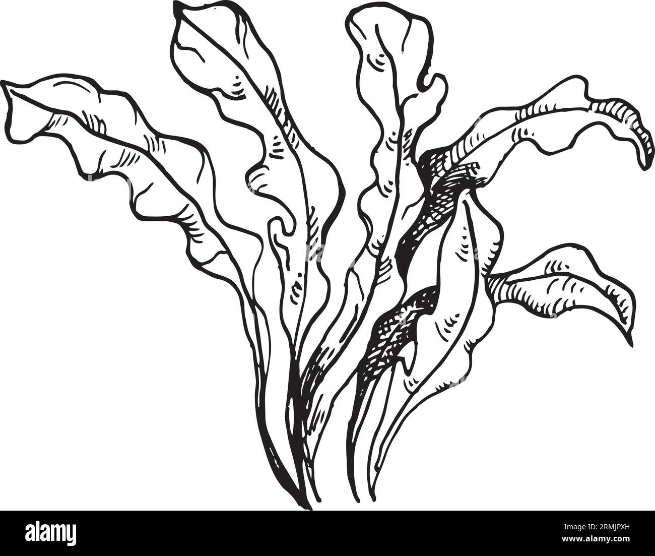 Vektor rosa Meerespflanzen Tinte Hand gezeichnete Illustration isoliert auf weißem Hintergrund. Rote porphyra-Blätter, Algen schwarz-weiße Linie. Konstruktionselement für Stock Vektor