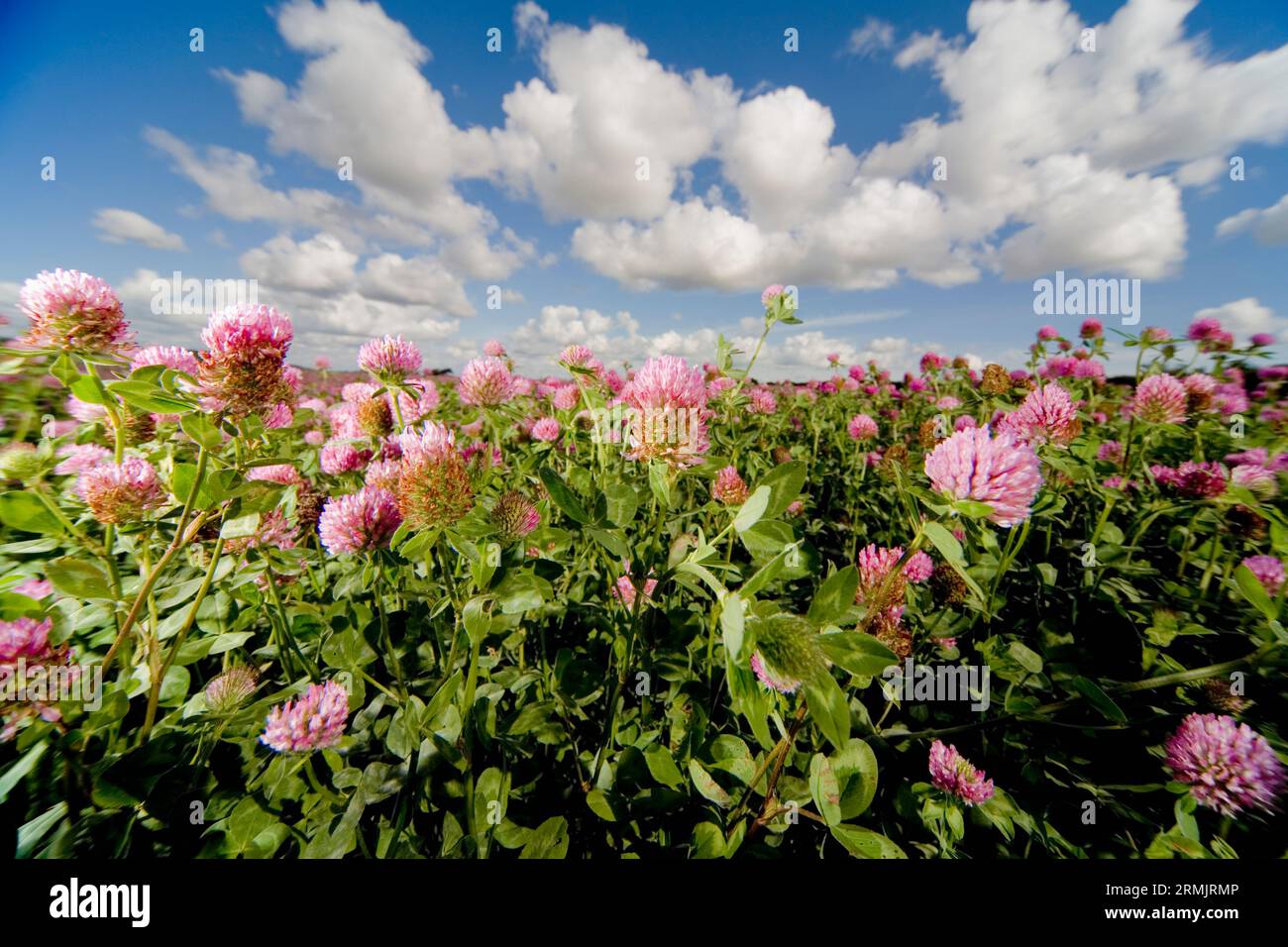 Bereich der rosa Blüten mit blauem Himmel Stockfoto