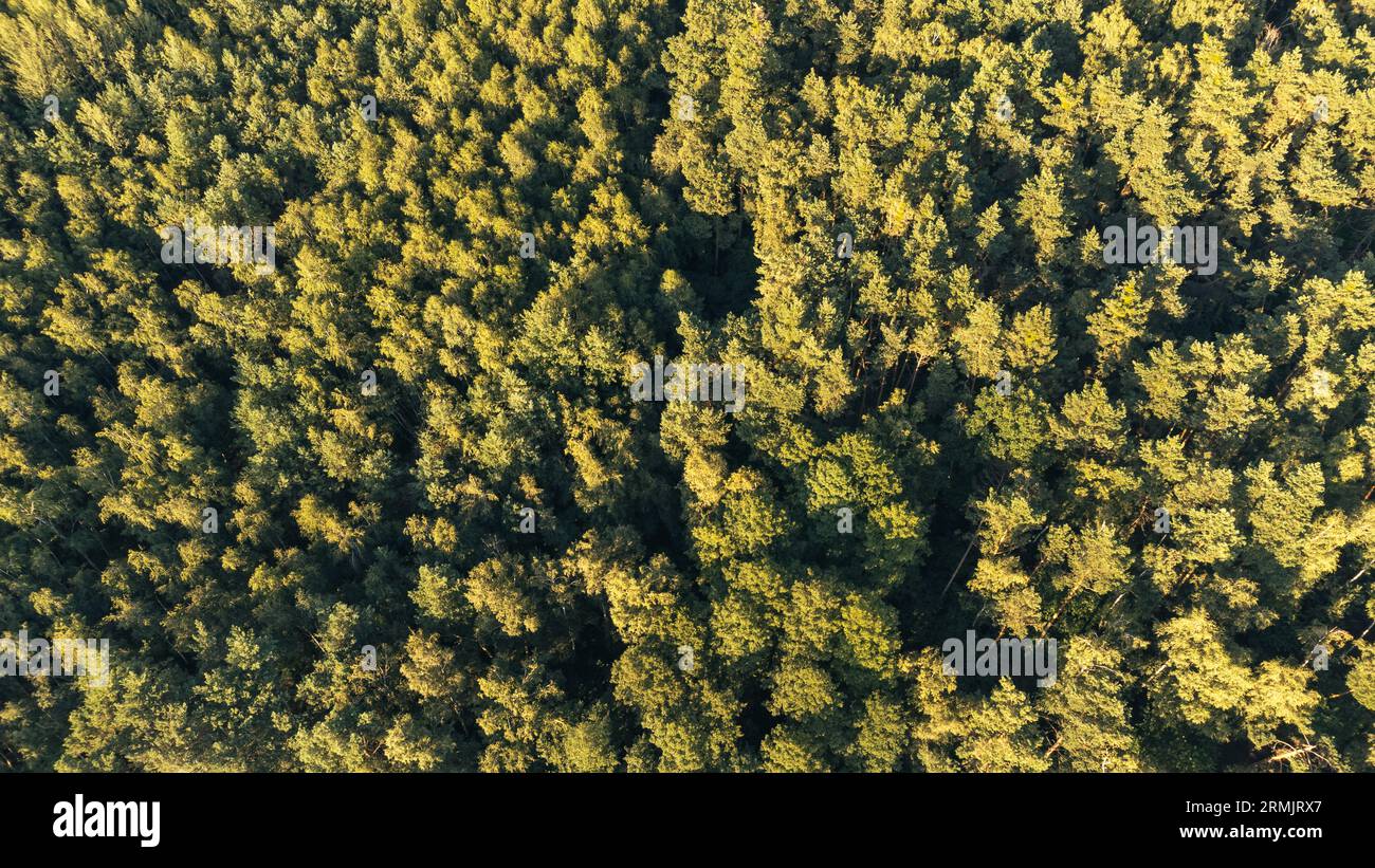 Wunderschöner grüner Wald. Grüne Bäume. Wald aus Vogelperspektive. Bewaldetes Gelände. Stockfoto