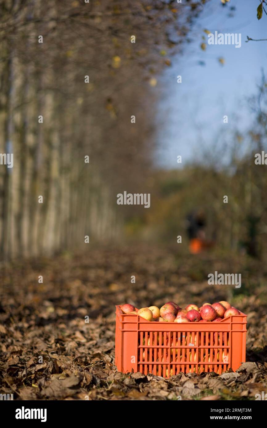 Kiste Äpfel auf dem Boden Stockfoto