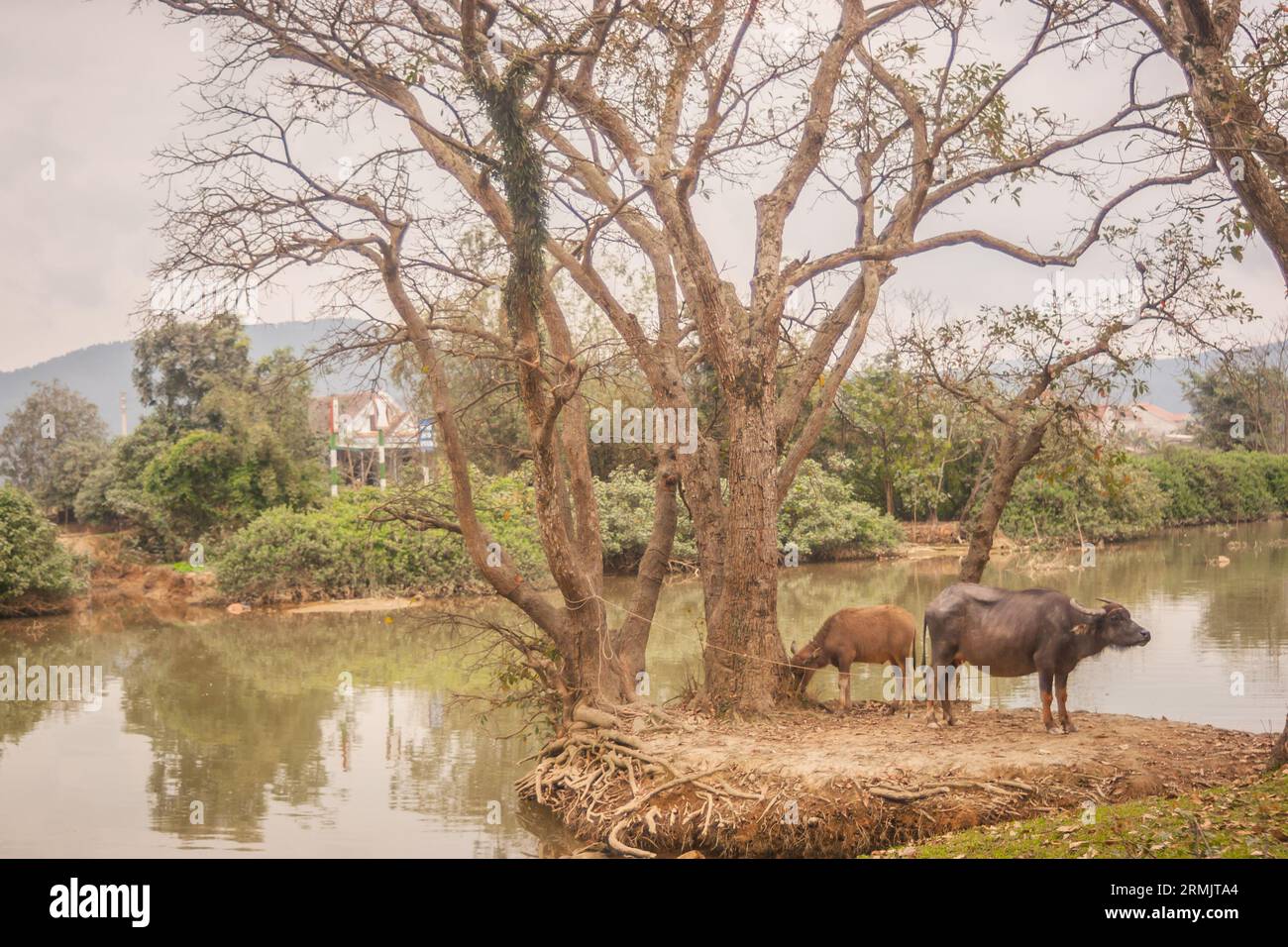 Einige Landschaftsbilder von landwirtschaftlichen Aktivitäten in Lam Dong Lam Dong Landschaft Ha Tinh Landschaft Vietnam antike Tempel in Vietnam Stockfoto