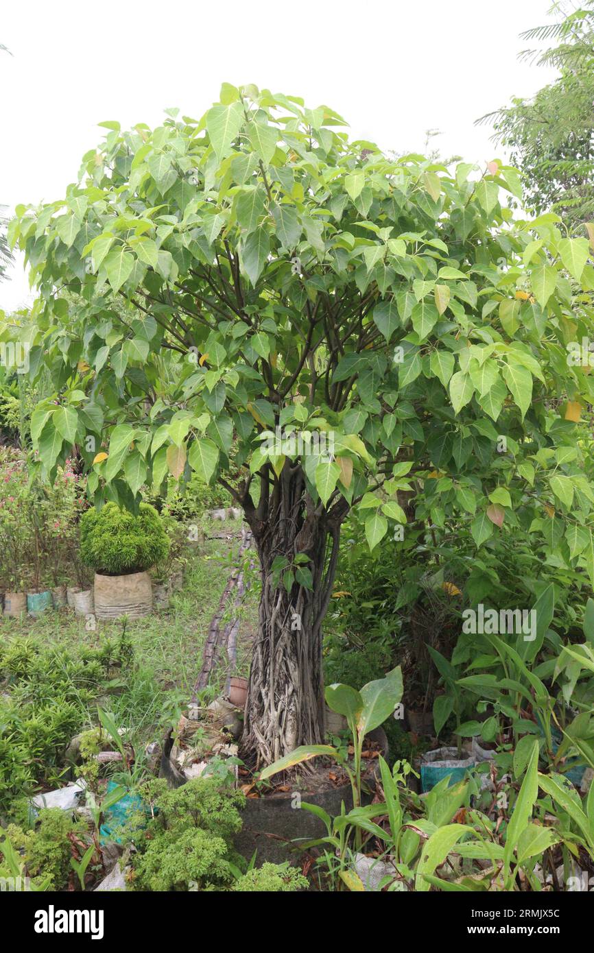 Heiliger Feigenbaum auf dem Bauernhof es hilft bei der Verringerung der erhöhten Spiegel von Leberenzymen und verbessert die Leberzelldegeneration, Entzündung und Nekrose Stockfoto