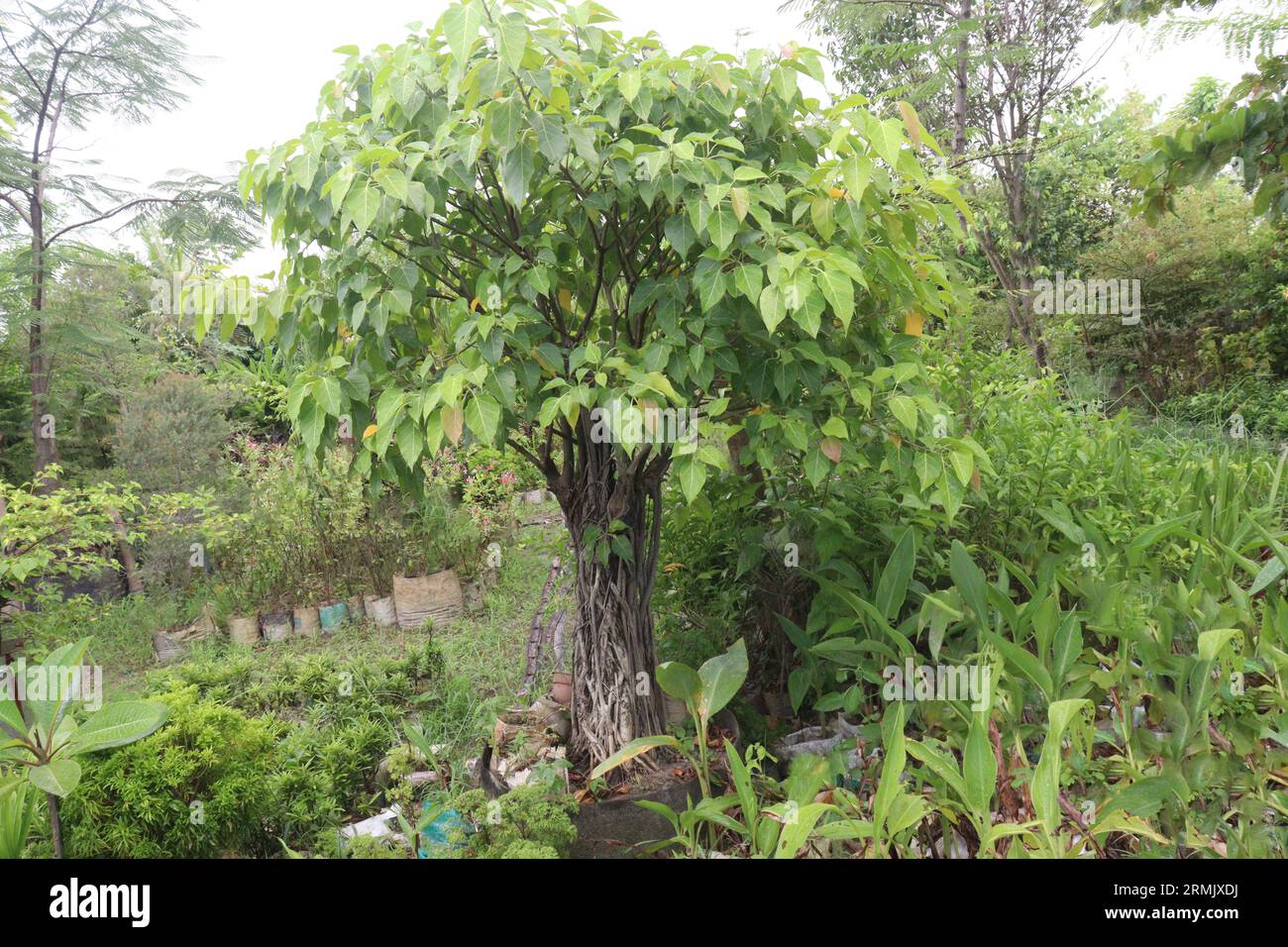 Heiliger Feigenbaum auf dem Bauernhof es hilft bei der Verringerung der erhöhten Spiegel von Leberenzymen und verbessert die Leberzelldegeneration, Entzündung und Nekrose Stockfoto