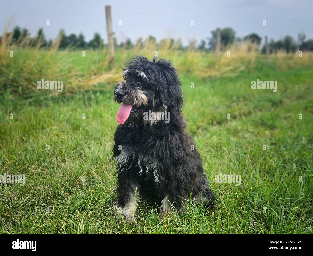Goldendoodelhund sitzt auf der Wiese. Schwarzes Doodle mit Phantomzeichnung. Schönes, treues Haustier in der Natur. Tierfoto Stockfoto