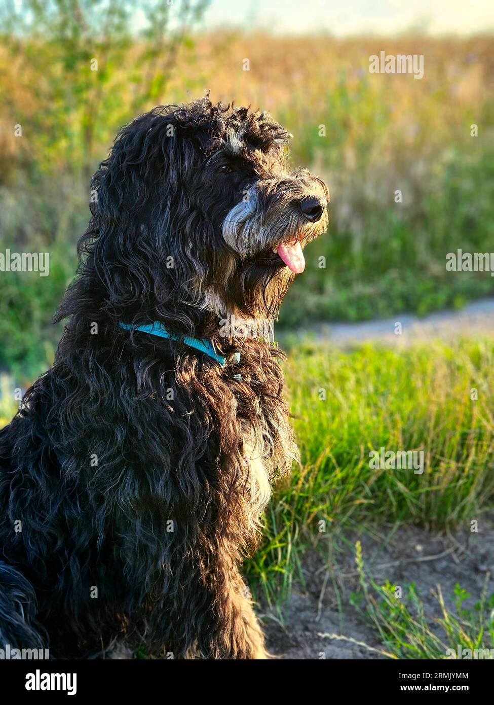 Goldendoodelhund sitzt auf der Wiese. Schwarzes Doodle mit Phantomzeichnung. Schönes, treues Haustier in der Natur. Tierfoto Stockfoto