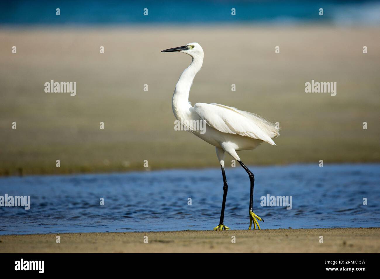 - Egretta garzetta Seidenreiher, diese kleinen weißen Reiher ist native zu den wärmeren Teilen von Europa und Asien, Afrika und Australien. Er frisst Krebstiere, Fische Stockfoto