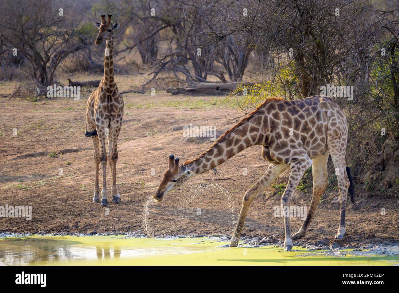 Giraffe (Giraffa camelopardalis) hebt den Kopf, nachdem sie aus einem Wasserloch getrunken und Wasser aus dem Mund gesprüht hat, Kruger-Nationalpark, Südafrika Stockfoto