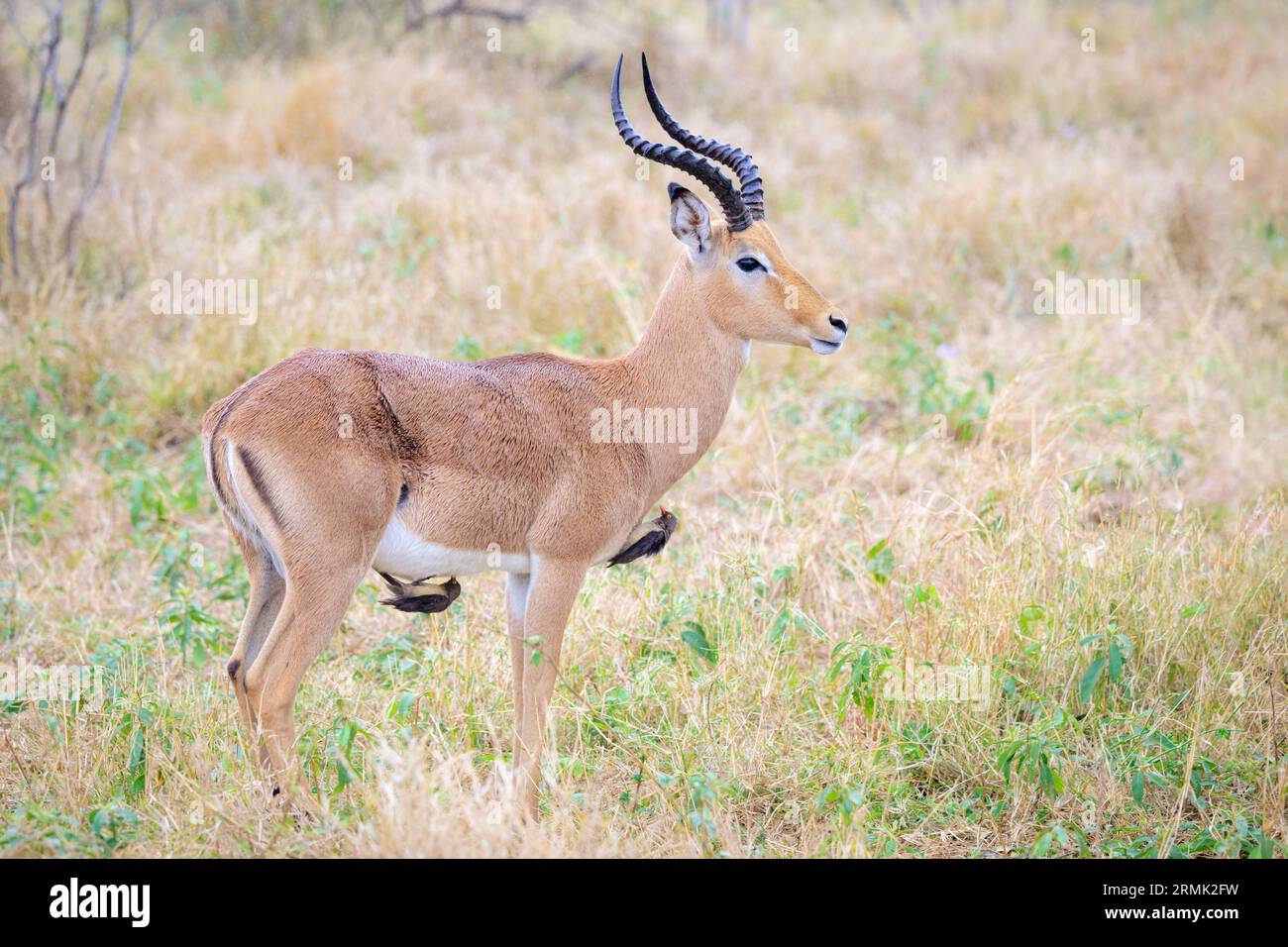 Zwei Rotschnabel-Oxpecker (Buphagus erythrorynchus), die Insekten von einem Impala (Aepyceros melampus) adulten Männchen, Kruger National Park, Südafrika, essen. Stockfoto