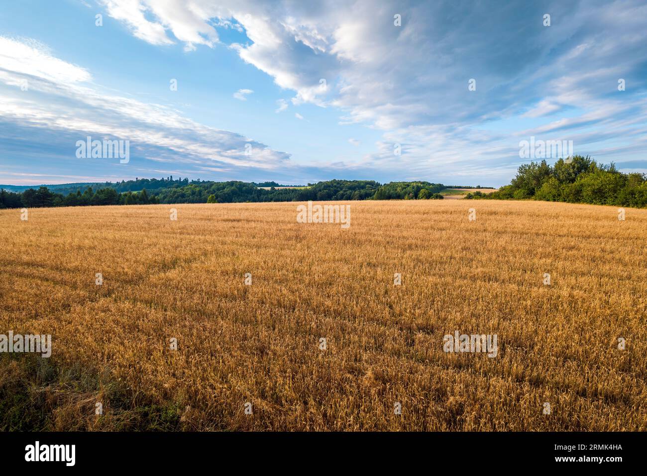 Getreidefelder an einem Nachmittagstag im Sommer in Roztocze. Krasnobrod, Polen Stockfoto