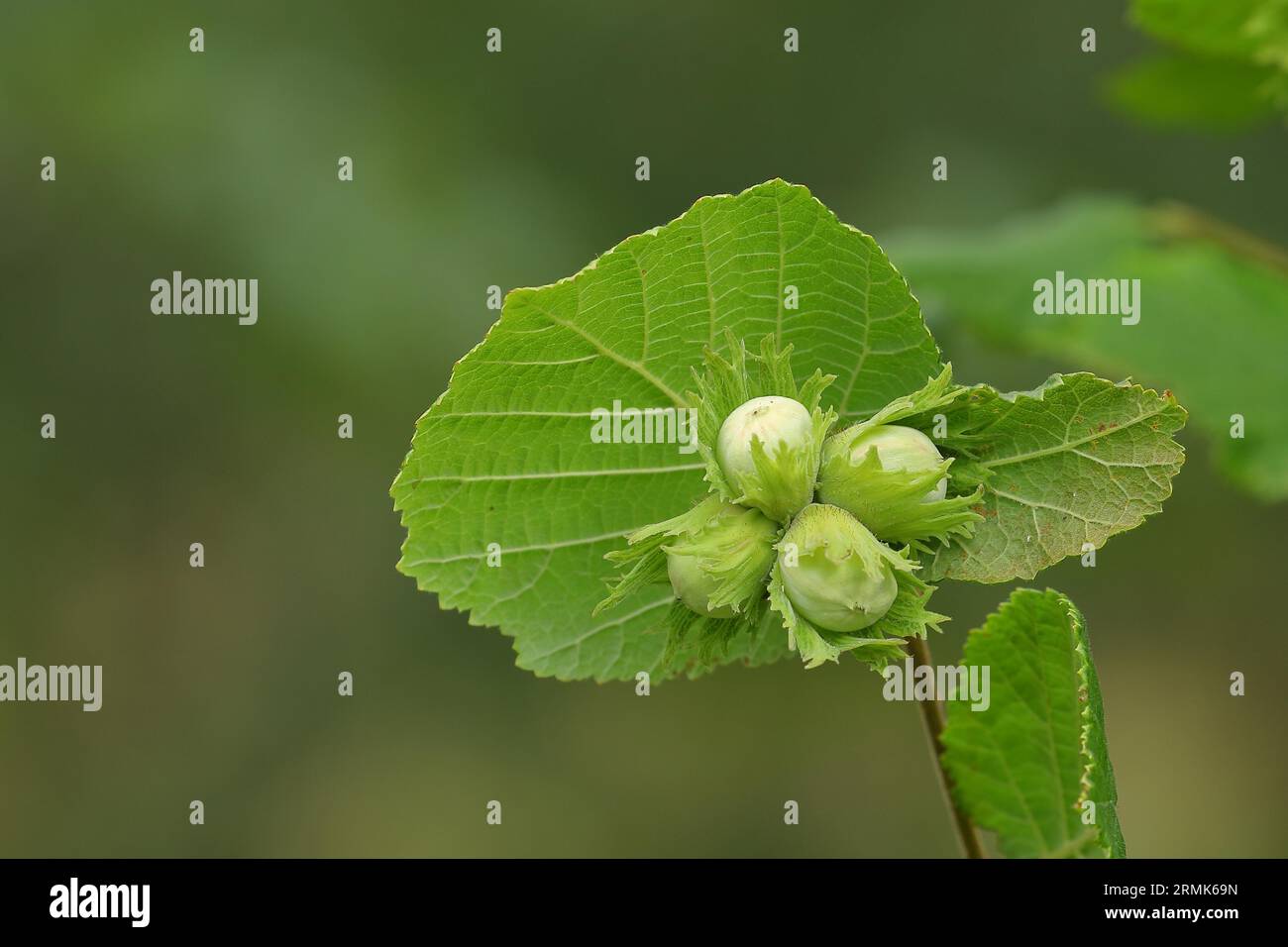 Haselnuss (Corylus avellana), Haselnuss, Obststand mit Nüssen, wild, Nordrhein-Westfalen, Deutschland Stockfoto