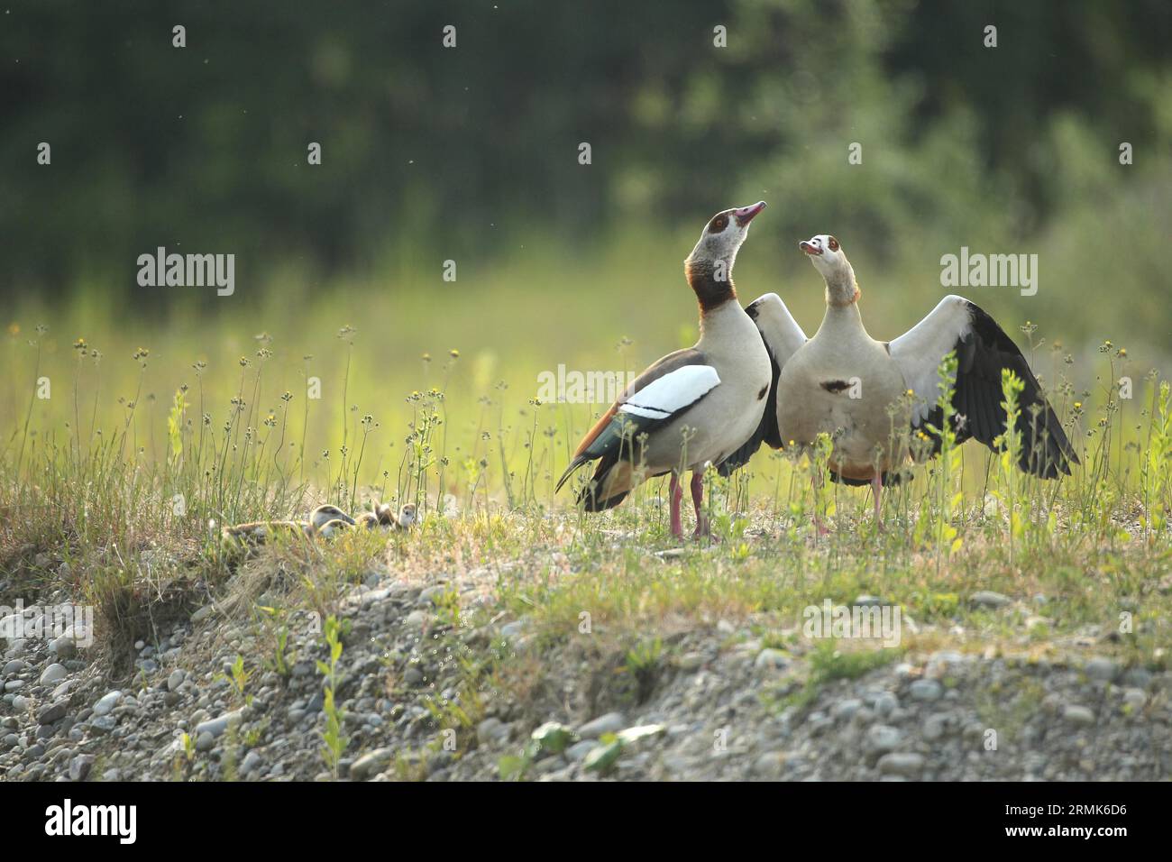 Ägyptische Gänse (Alopochen aegyptiaca) Paaren Sie sich mit jungen Grüßen am See, Allgaeu, Bayern, Deutschland Stockfoto