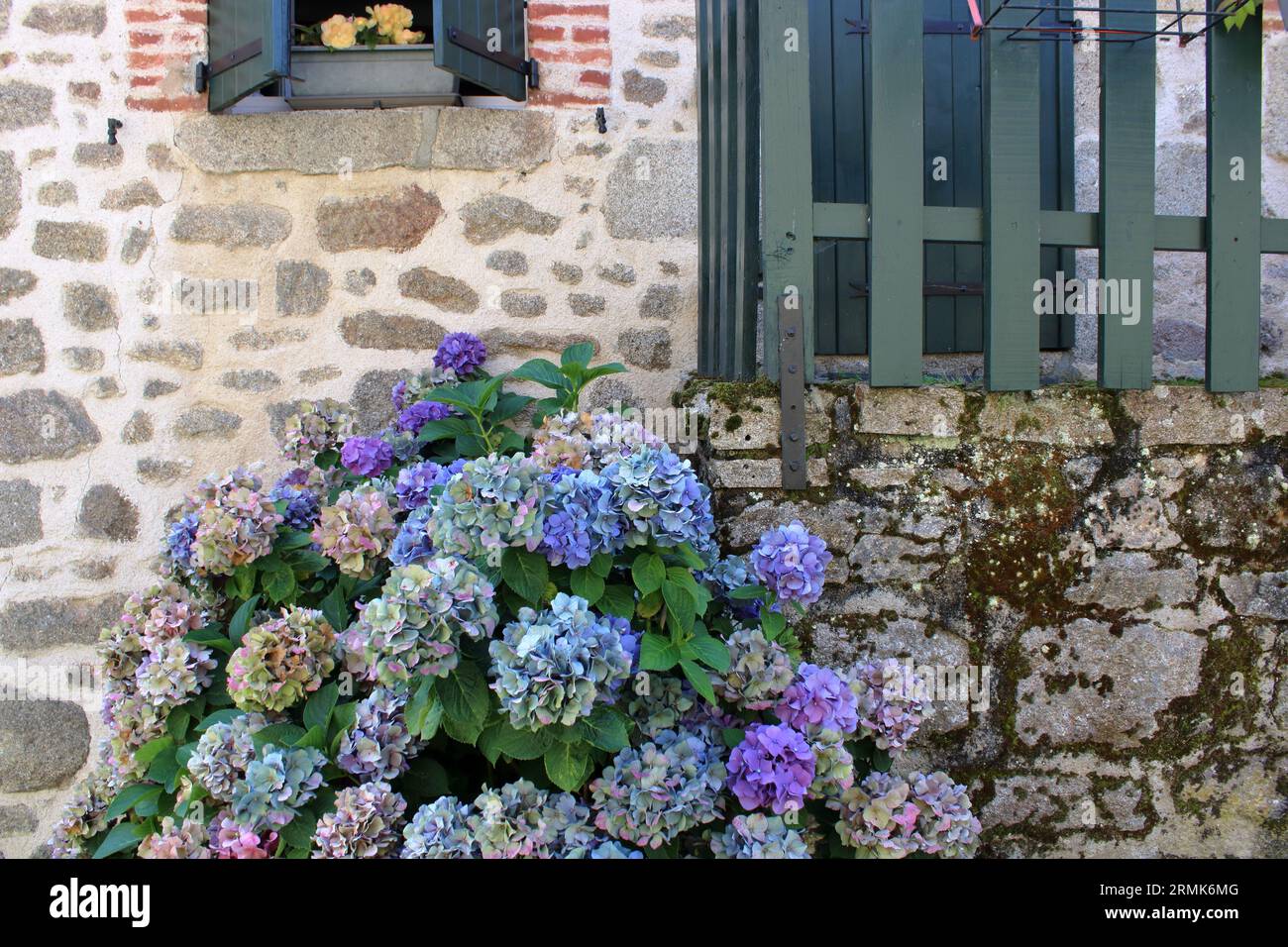 Hübscher Blick auf Hortensien vor der Wand eines Hauses in Masgot, einer berühmten Skulpturenstadt in der Region Creuse in Frankreich. Stockfoto