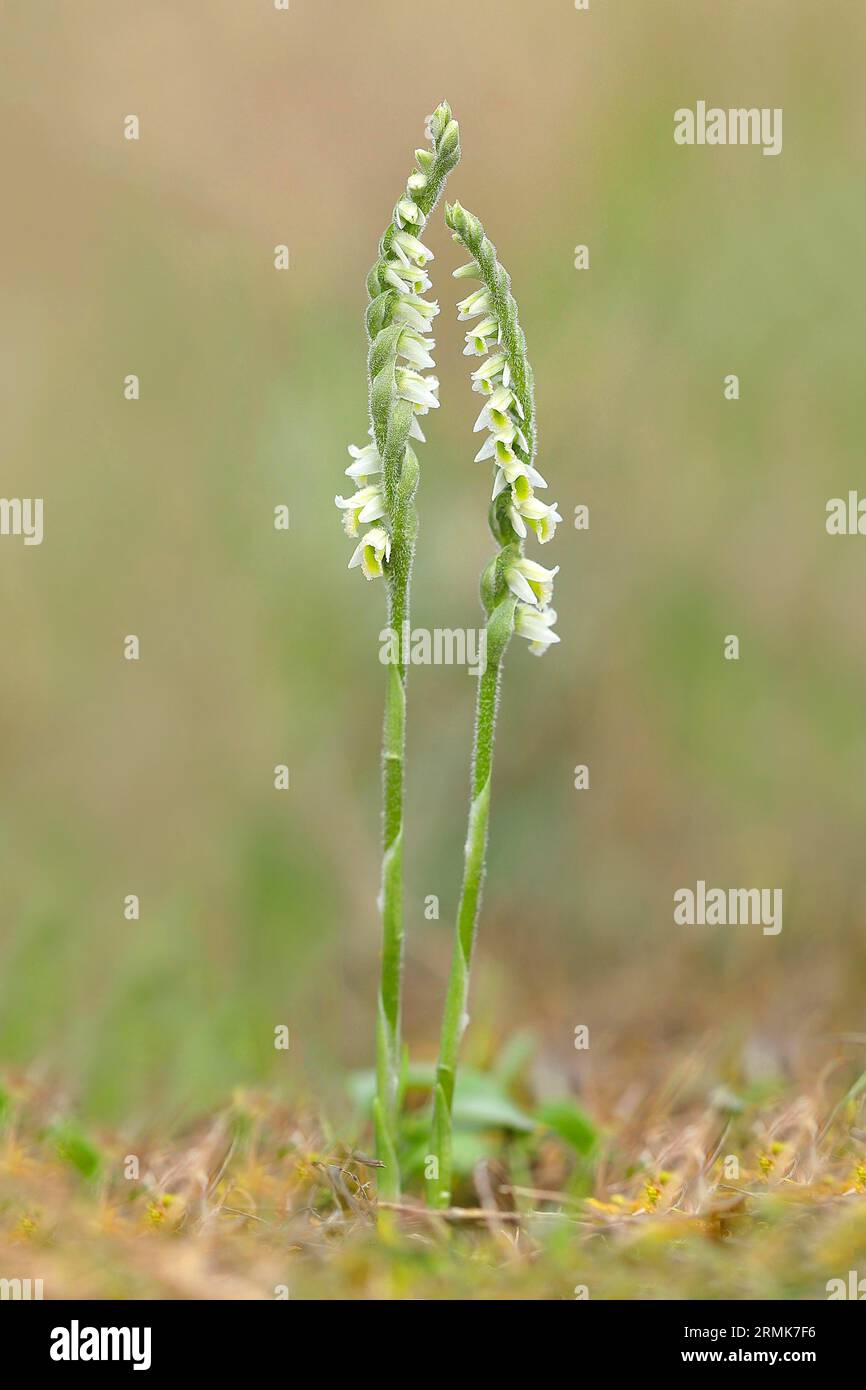 Herbstfrauen (Spiranthes spiralis), blühende Pflanzen, Hessen, Deutschland Stockfoto