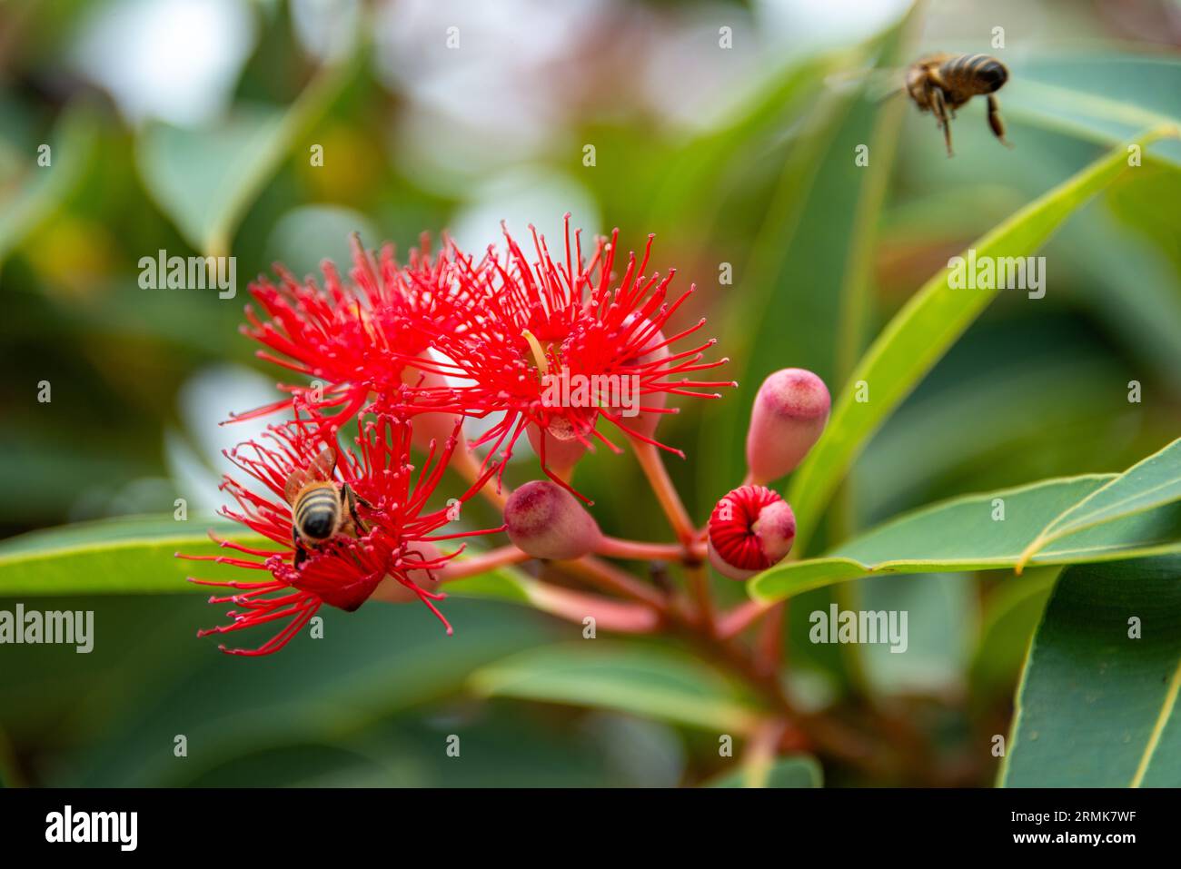 Bienen in und um knallrote Gummibaumblüten Stockfoto