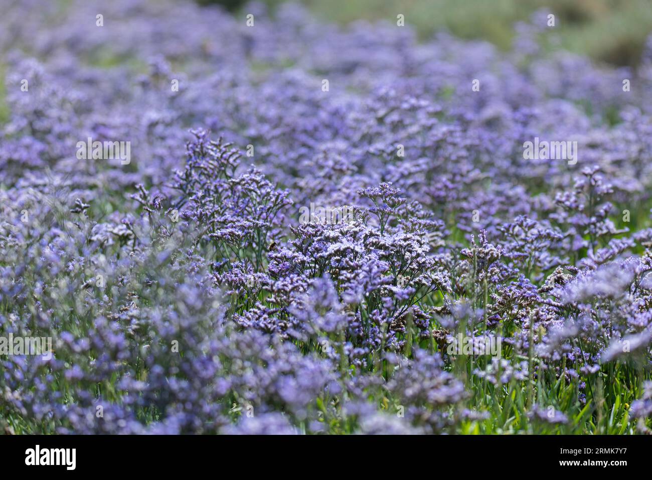 Strandflieder (Limonium vulgare), auch Meereslavender genannt, aus der Familie der Leadkraut (Plumbaginaceae) blüht violett in einem Salzwiesen Stockfoto