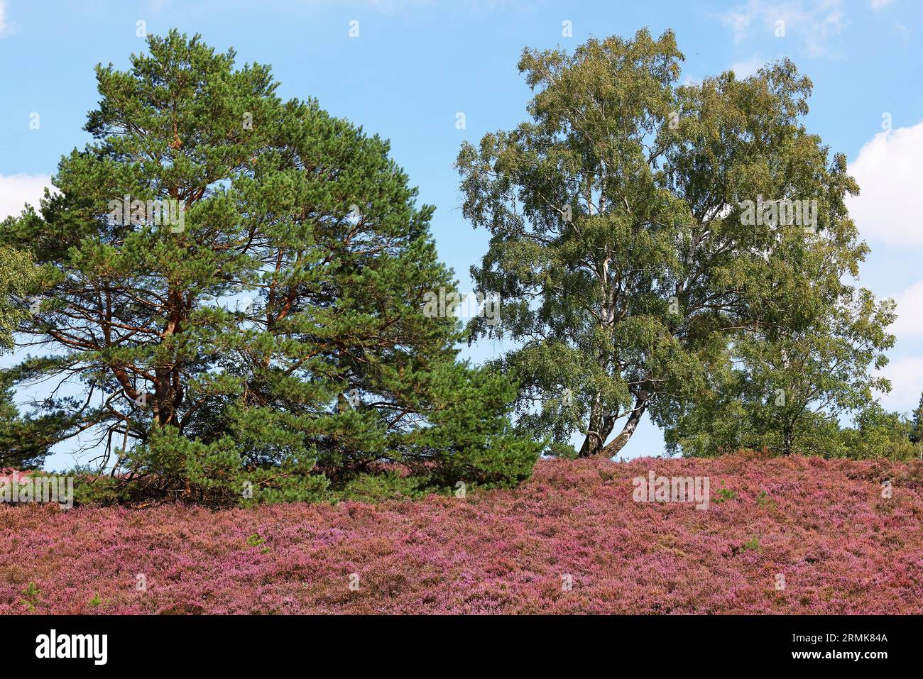 Naturpark Fischbeker Heide, Heideblüte, blühende Gemeine Heide (Calluna vulgaris), Föhre (Pinus sylvestris) und Birken (Betula) Stockfoto