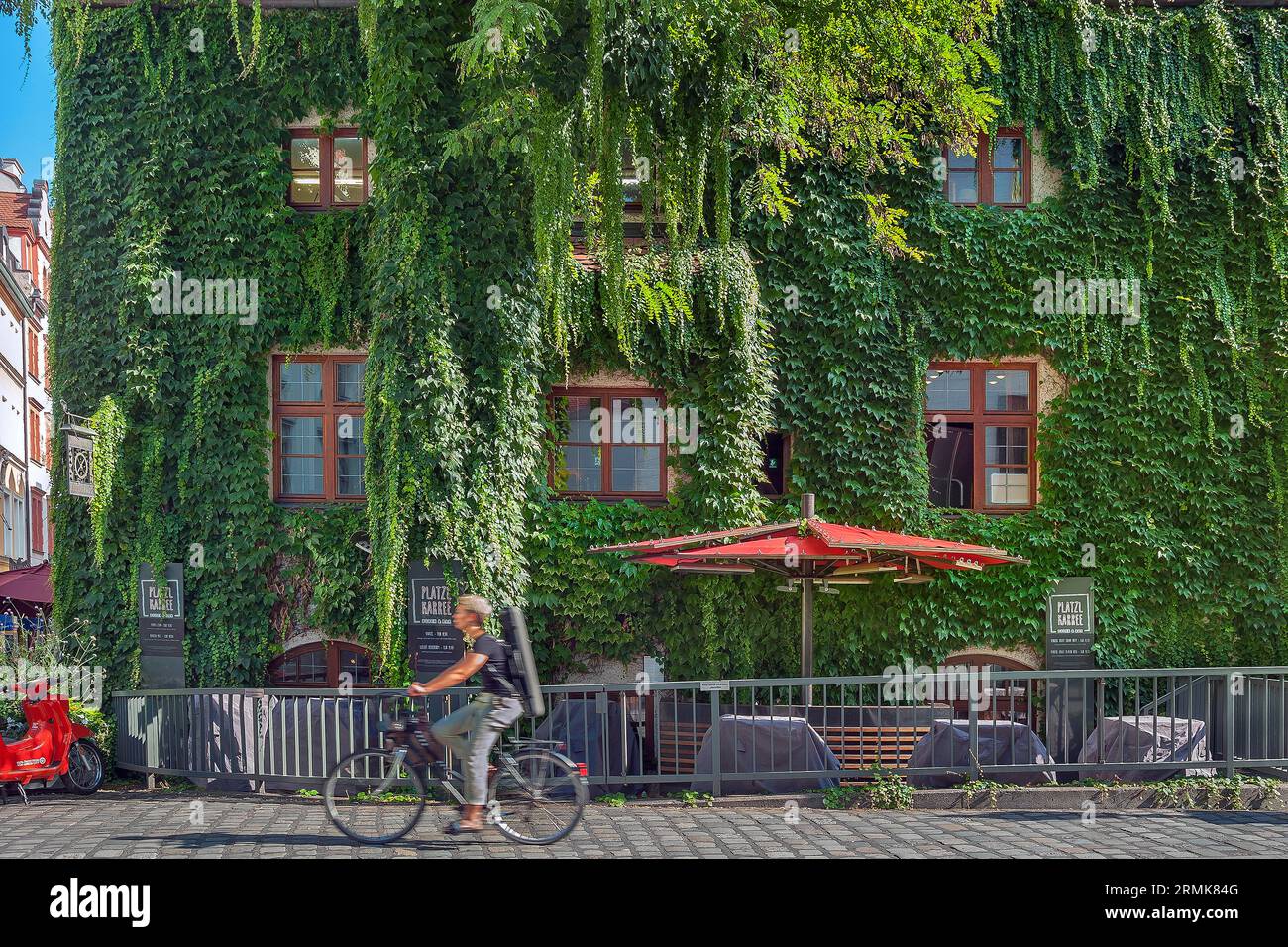 Bewachsene Fassade an der Platzl-Karree mit Rebe (Parthenocissus tricuspidata), München, Oberbayern, Bayern, Deutschland Stockfoto