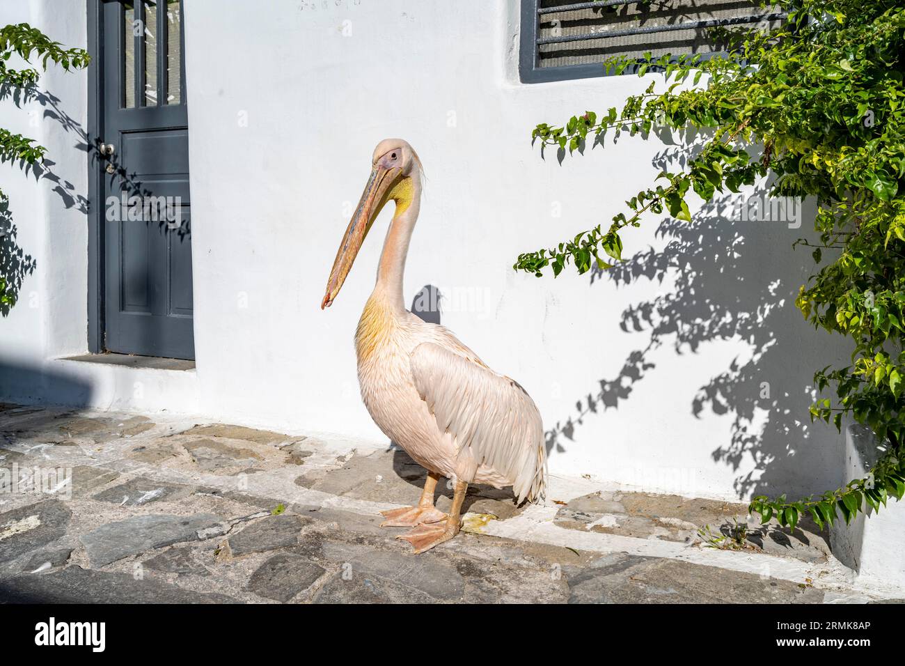 Pelikan Petros, Maskottchen der Insel Mykonos, Gassen der Stadt Mykonos, Mykonos, Kykladen Stockfoto