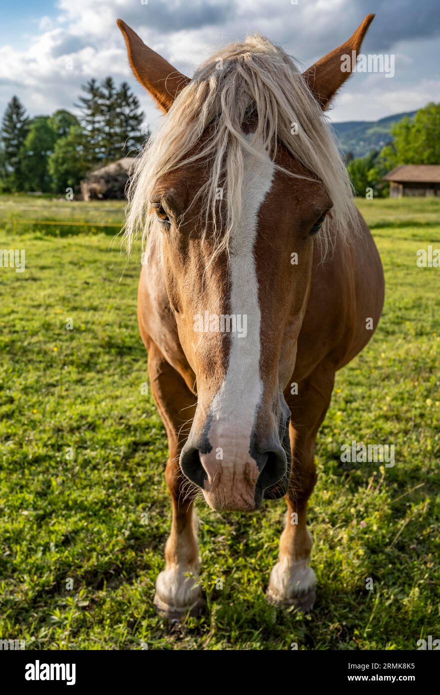 Haflinger-Pferd (Equus ferus caballus) in einer Weide, Porträt, Neuhaus, Bayern, Deutschland Stockfoto