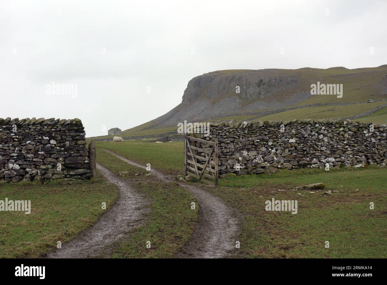 „Robin Proctor's Scar“ ein Kalkfelsen in der Nähe von Austwick im Yorkshire Dales National Park, England, Großbritannien. Stockfoto