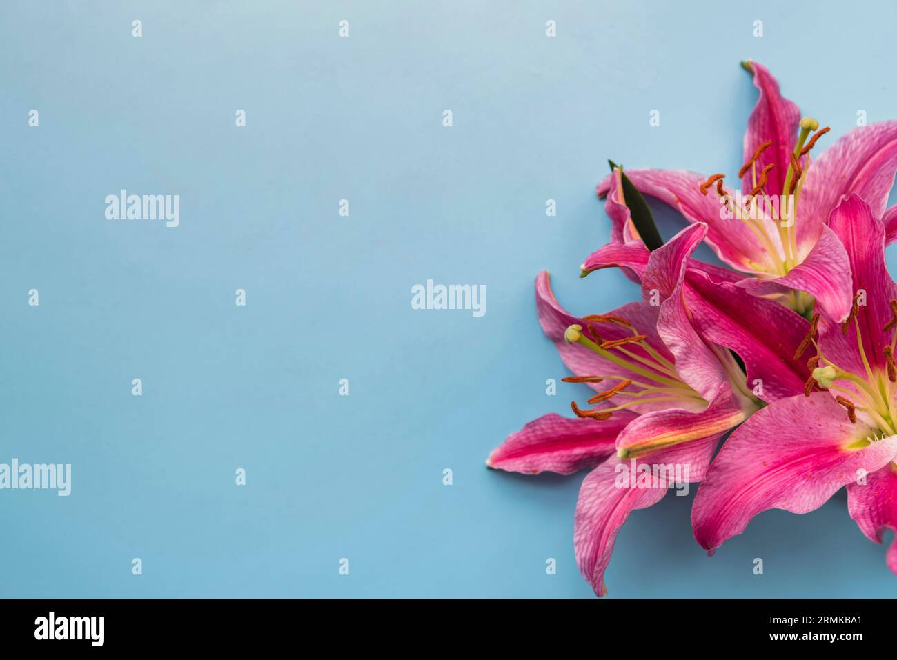 Komposition wundervolle frische Blumen Stockfoto