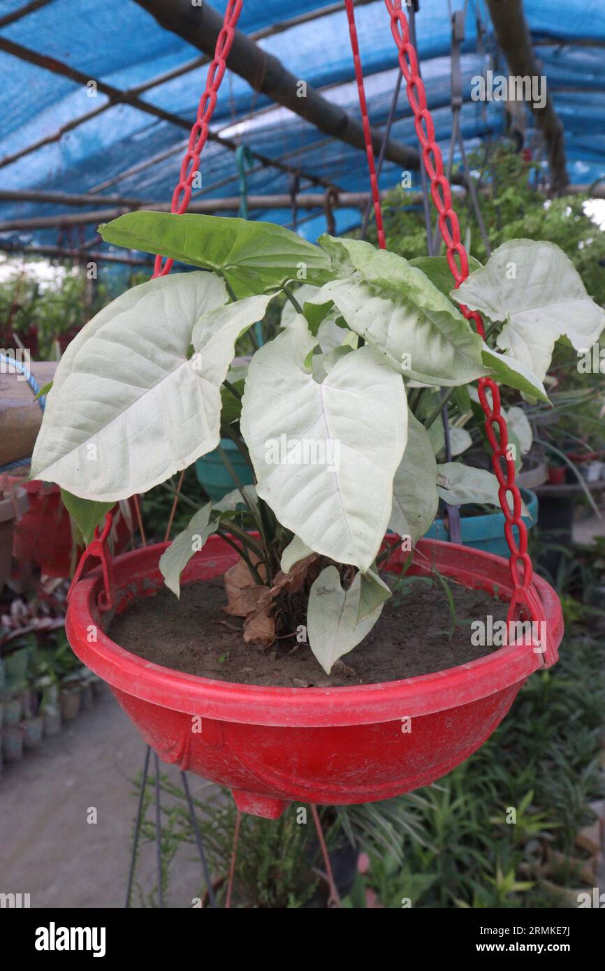 Arrowhead Pflanze Blattpflanze auf hängenden Topf im Betrieb für die Ernte sind Barmittel-Kulturen Stockfoto
