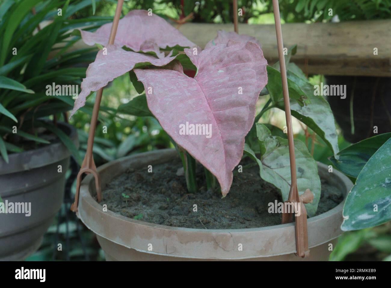 Arrowhead Pflanze Blattpflanze auf hängenden Topf im Betrieb für die Ernte sind Barmittel-Kulturen Stockfoto