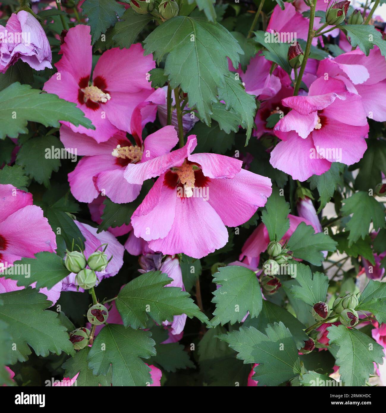 Hibiskus syriacus malaysia Fotos und Bildmaterial in hoher Auflösung