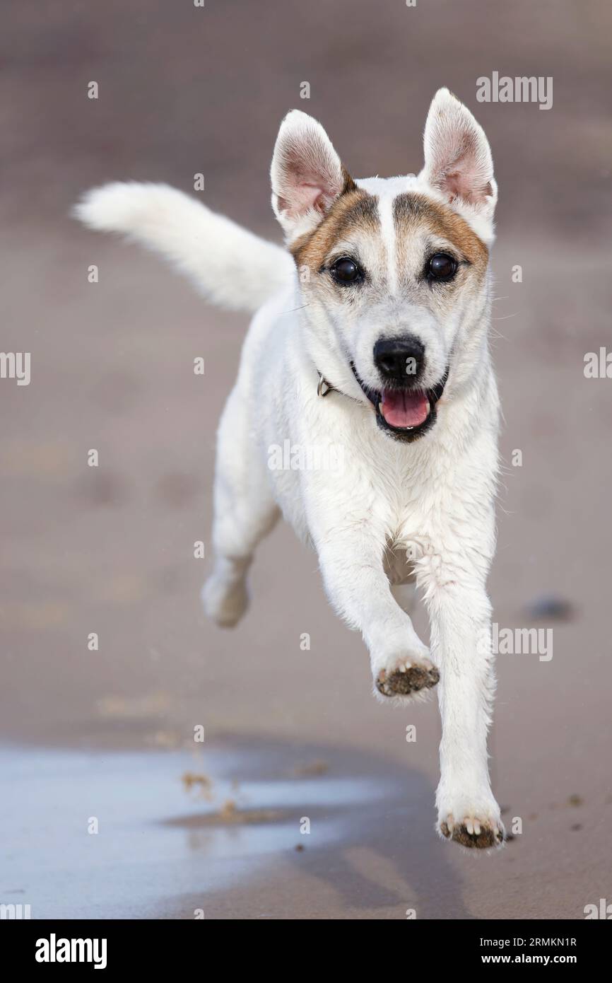 Parson Russell Terrier läuft am Strand Stockfoto