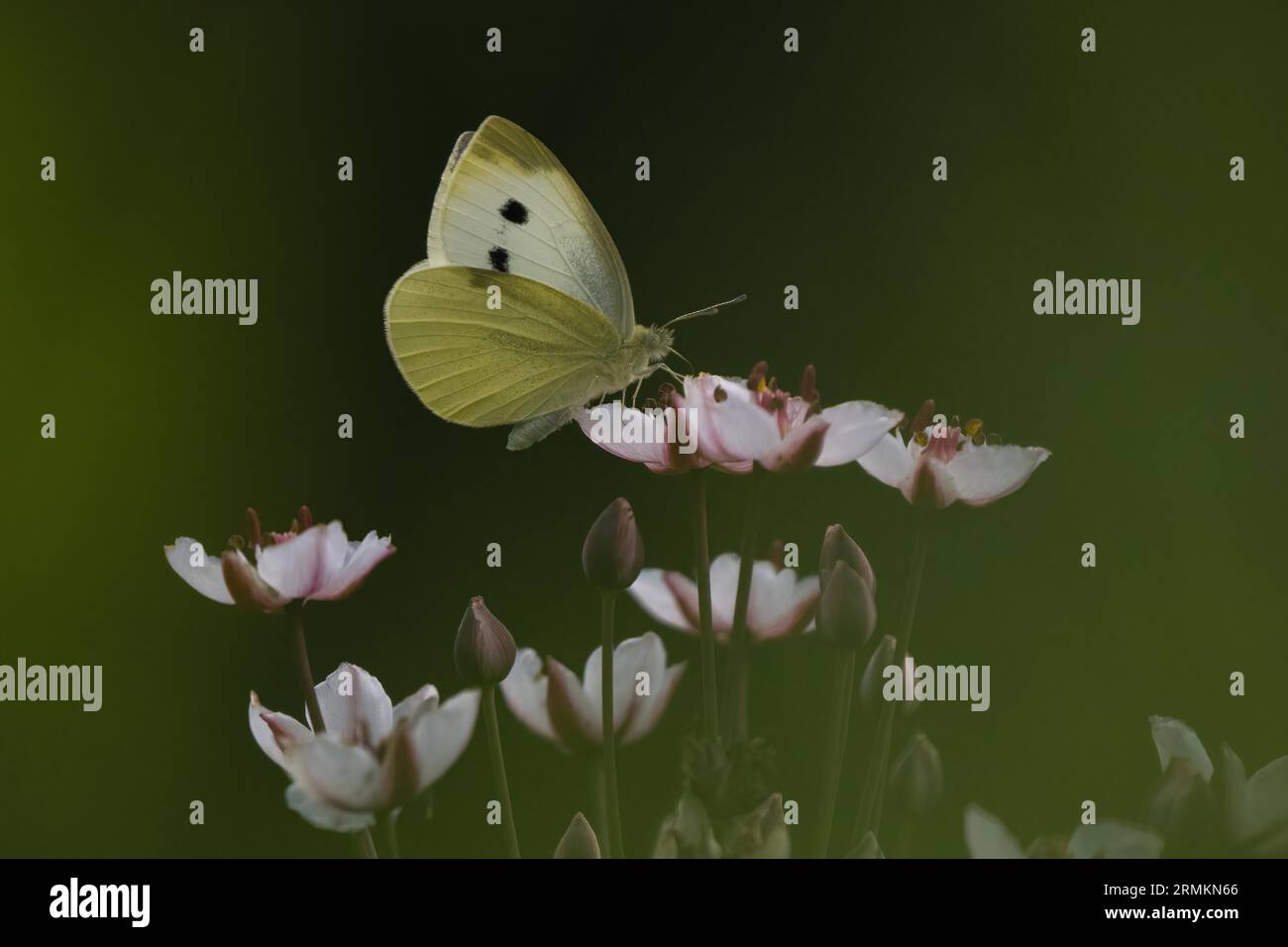 Kleine weiße (Pieris rapae) sitzend auf Blume des blühenden Rushs (Butomus umbellatus), Hessen, Deutschland Stockfoto