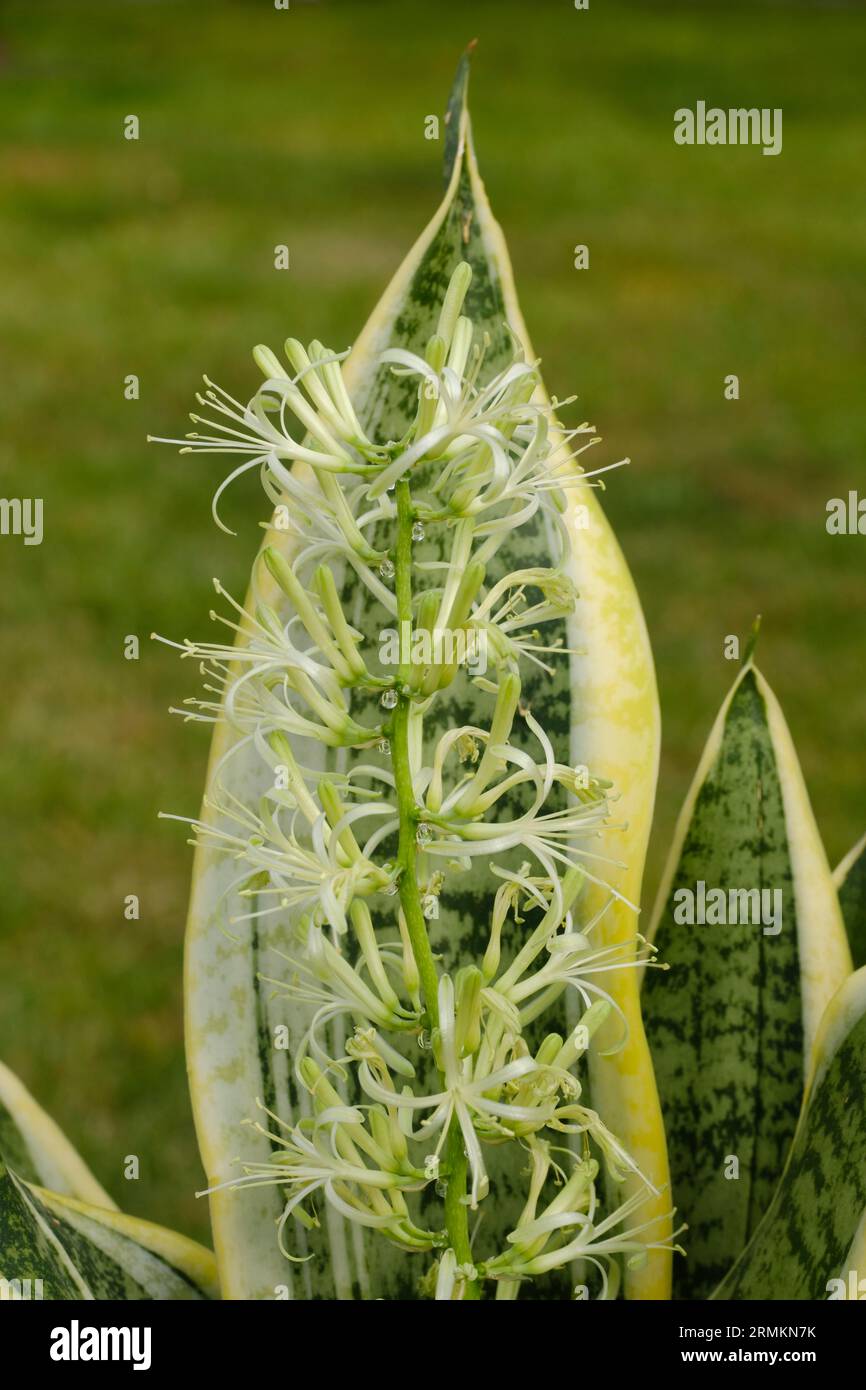 Nahaufnahme von Bogenhanf (Sansevieria) mit Blume, Topfpflanze  Stockfotografie - Alamy