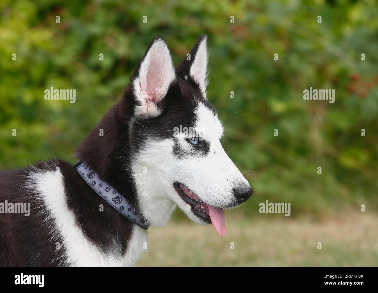 Sibirische Husky-Frau (Canis lupus familaris), 5 Monate, Portraet, Nordrhein-Westfalen, Deutschland Stockfoto