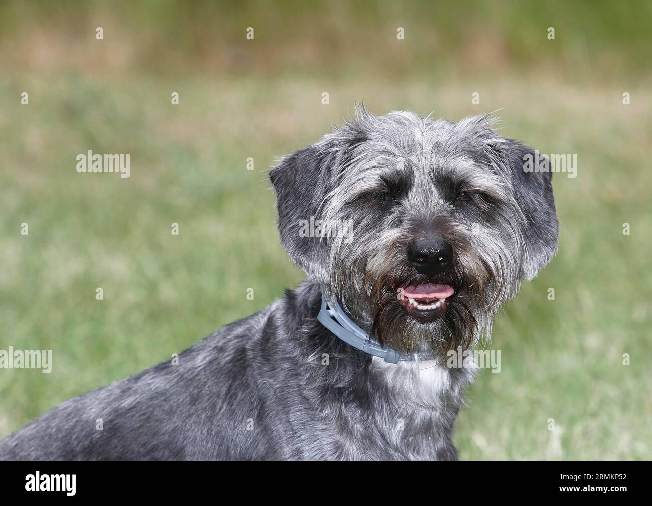 Dackel Shih Tzu Mix (Canis lupus familaris), männlich 4 Jahre, Portraet, Nordrhein-Westfalen, Deutschland Stockfoto