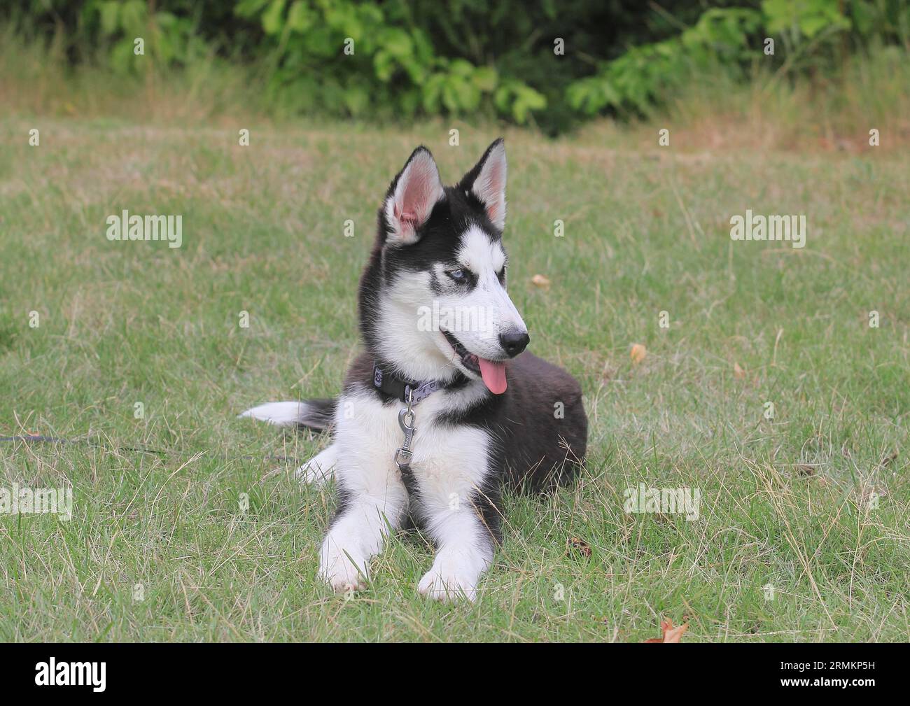 Sibirisches Husky-Weibchen (Canis lupus familaris), 5 Monate, auf einer Wiese liegend, Nordrhein-Westfalen, Deutschland Stockfoto