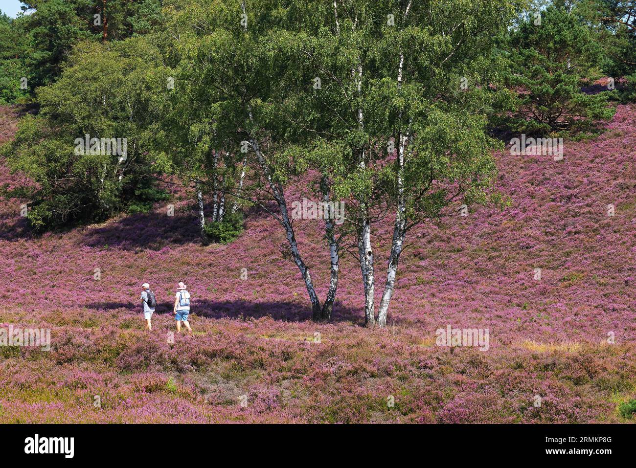 Fischbeker Heide Naturschutzgebiet mit Wanderern, Heideblüte, blühende gemeine Heide (Calluna vulgaris) mit Birken (Betula) und föhre (Pinus) Stockfoto