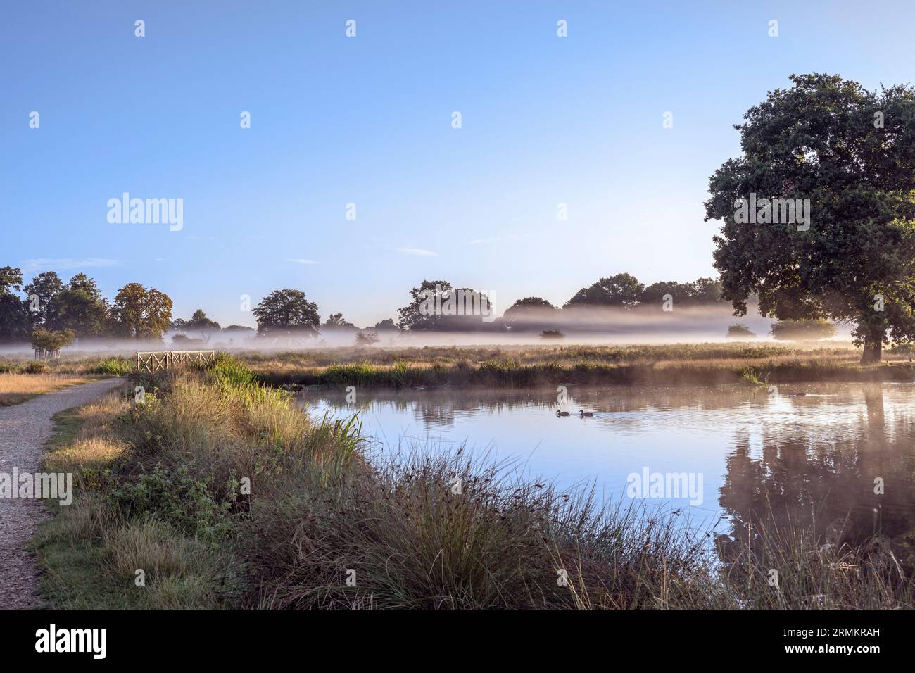 Die Magie eines nebeligen Künstlers am frühen Morgen Stockfoto