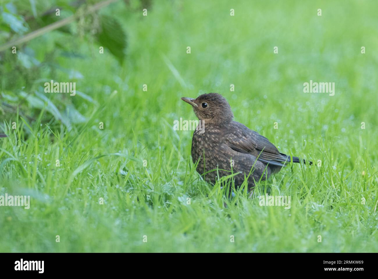Juvenile Blackbird im High Batts Nature Reserve, North Yorkshire Stockfoto
