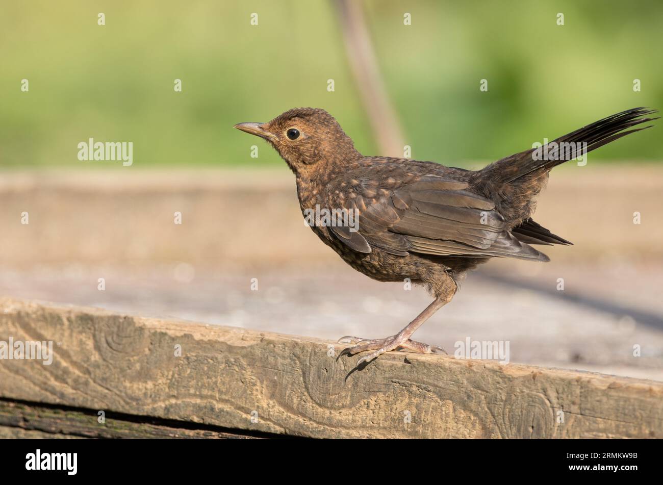 Juvenile Blackbird im High Batts Nature Reserve, North Yorkshire Stockfoto
