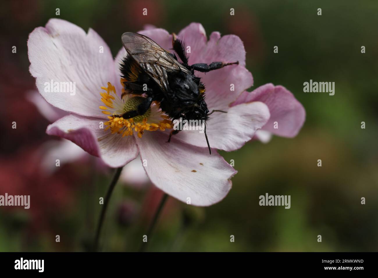 Ein Makro einer nassen Hummel auf einer japanischen Windblume Stockfoto
