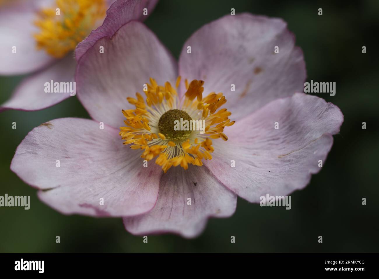 Nahaufnahme einer hellrosa japanischen Windblume im Sommergarten Stockfoto