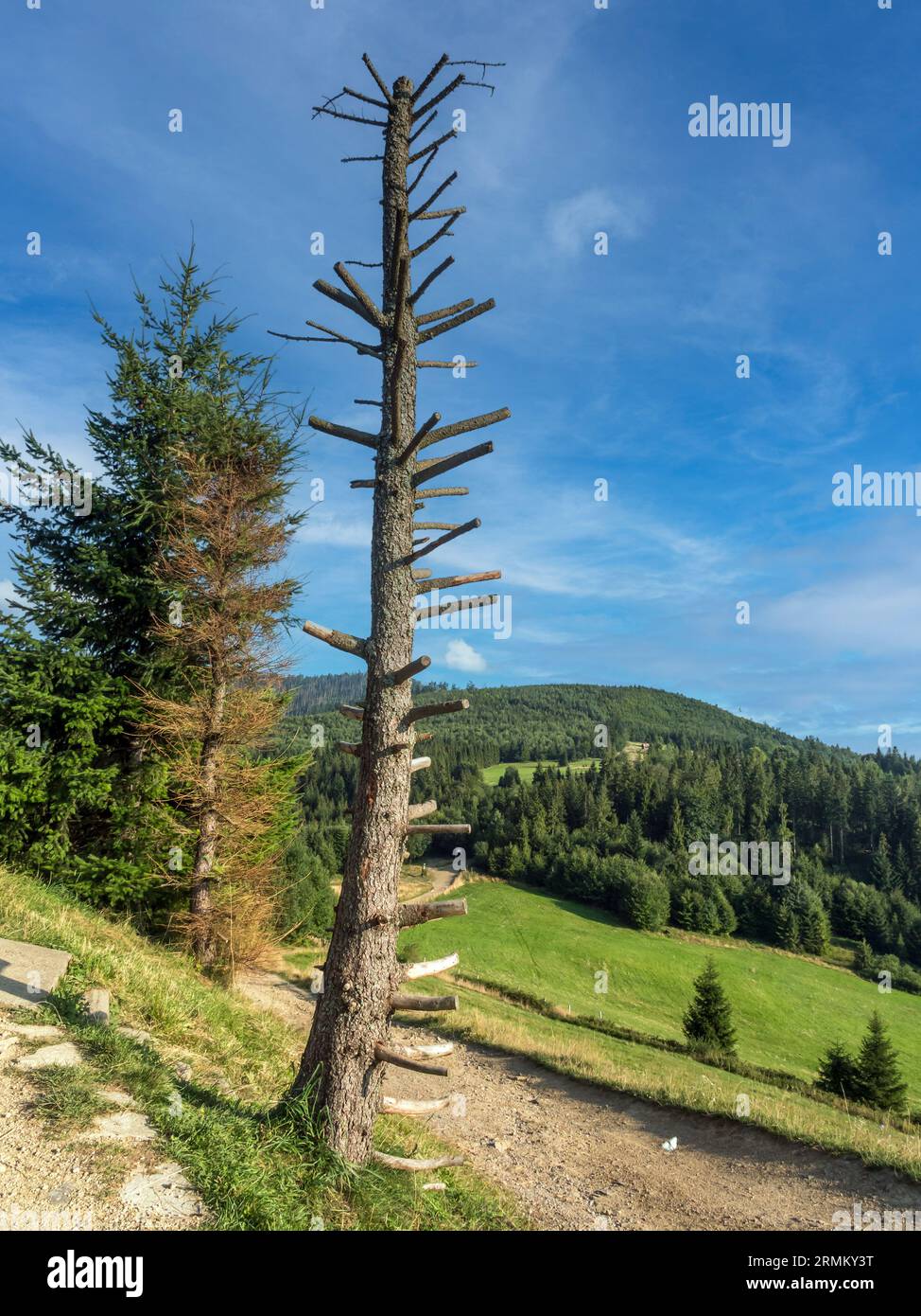 Verwelkte Fichtenstummel gegen blauen Himmel - Beskid Zywiecki, Polen Stockfoto