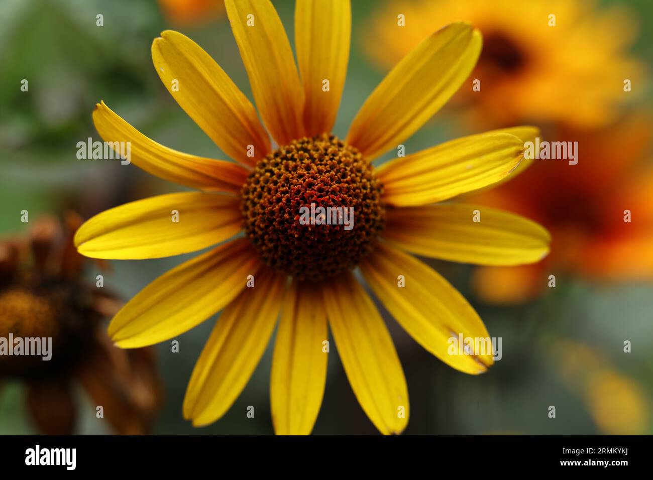 Nahaufnahme von Heliopsis helianthoides var. Scabra blutende Herzen Stockfoto