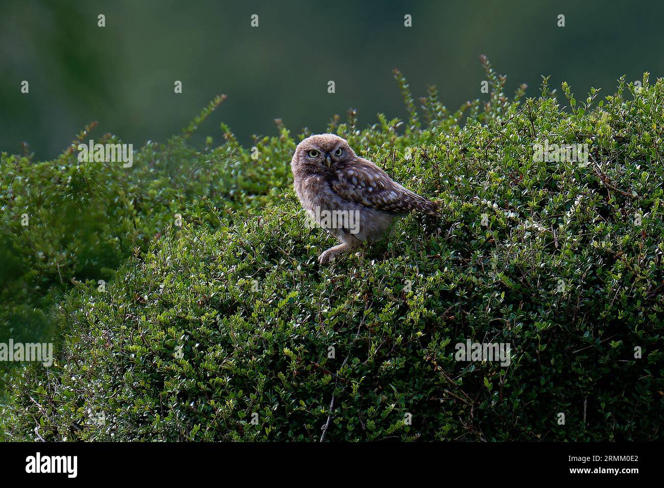 Little Owl-Athene noctua. Stockfoto