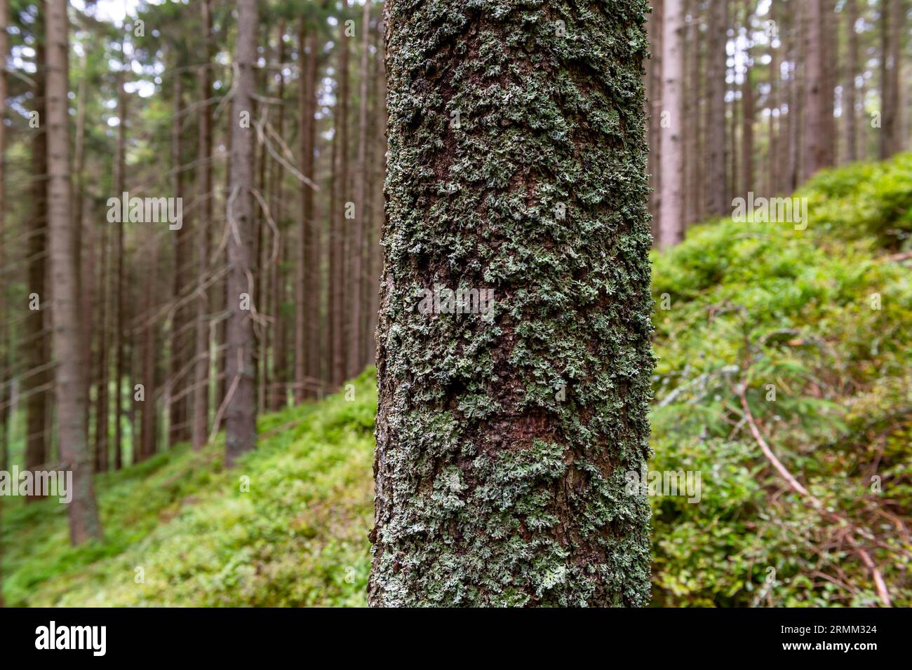 In der Wüste Fichtenwald Stockfoto