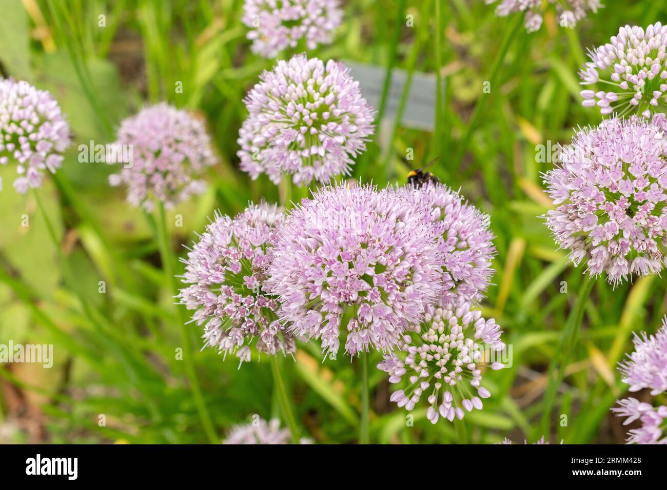 Zürich, Schweiz, 9. August 2023 Allium Nutans oder sibirische Schnittlauch im Botanischen Garten Stockfoto