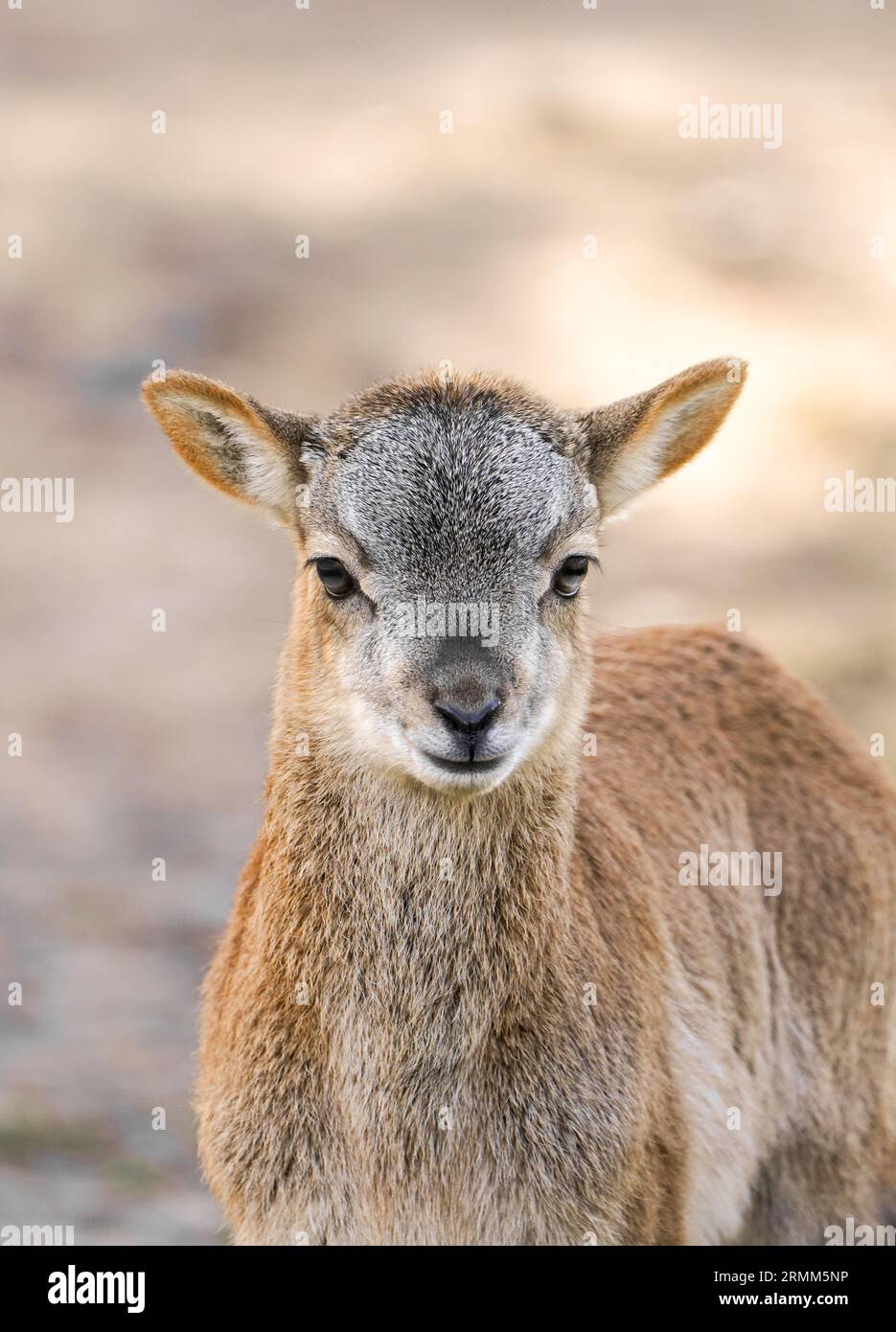 Porträt eines kleinen Hirschkalbes. Niedliches Jungtier aus der Nähe. Stockfoto