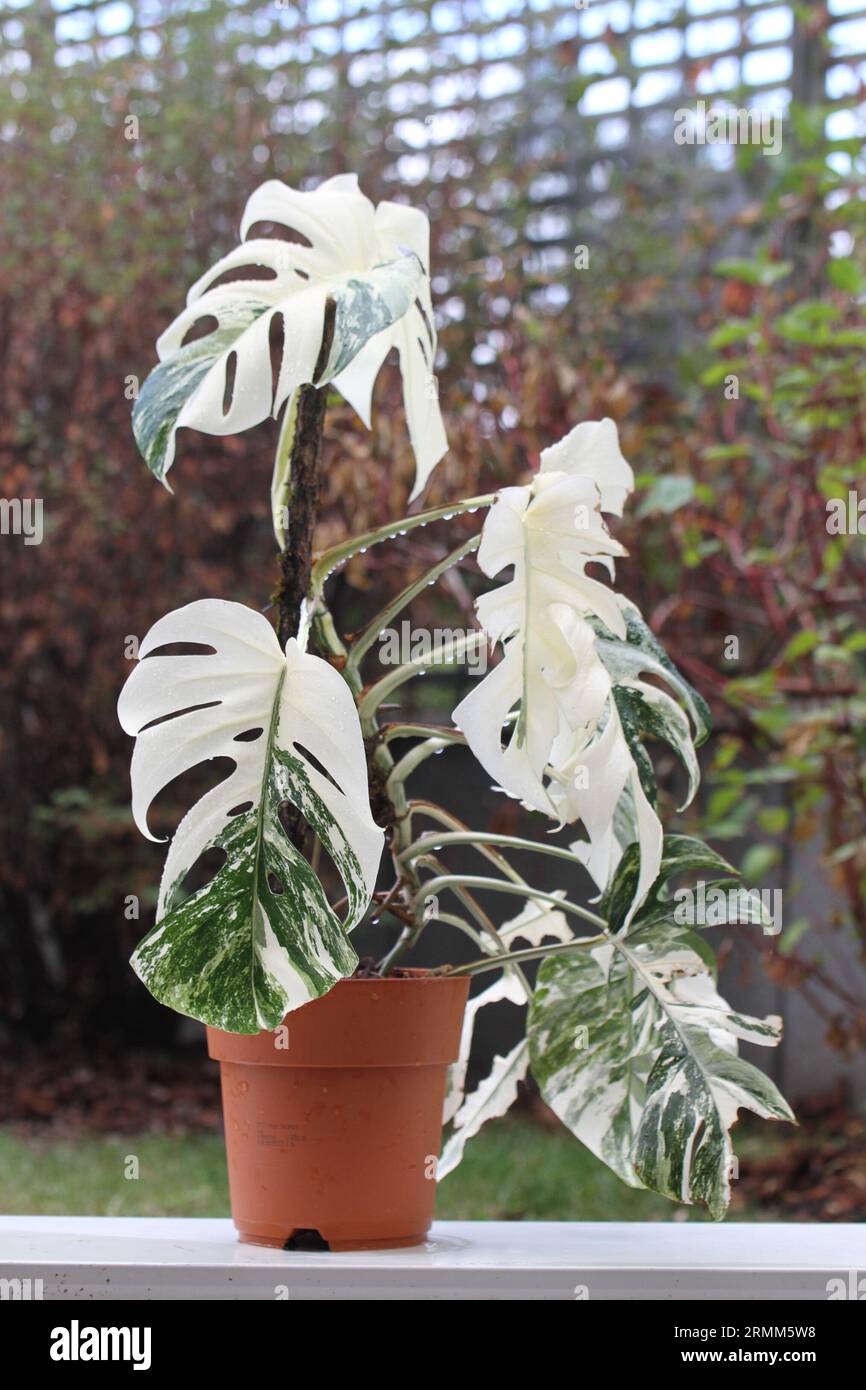 billietiae philodendron Philodendron billietiae – Carnivero main image 0